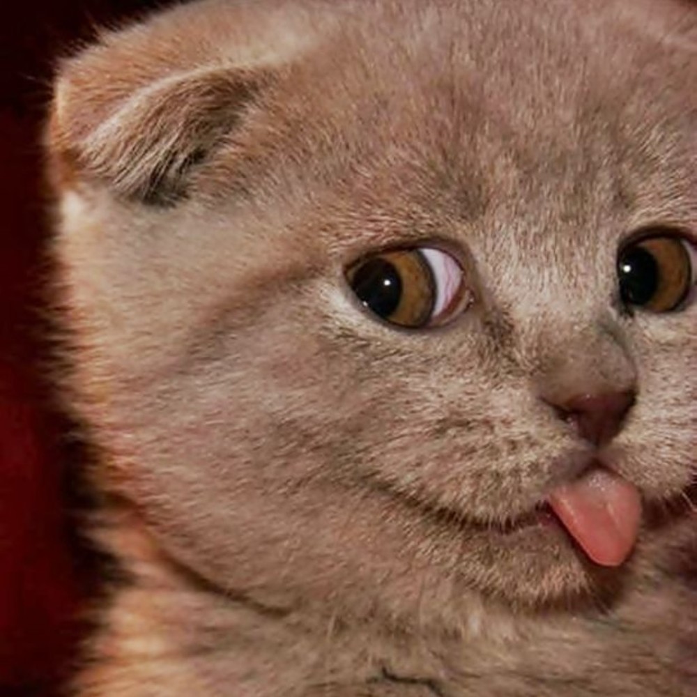 Meet your Posher, Sanela